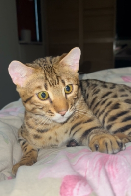 chaton bengal sur un lit issus de l'elevage pardus dei près de lyon