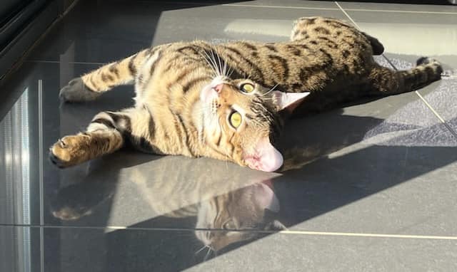 chat bengal brown de l'elevage pardus dei près de lyon dans la cuisine