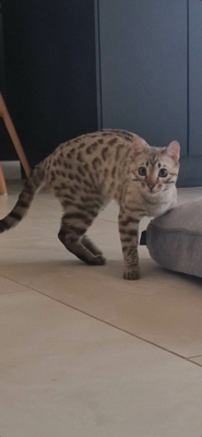 Tempete du desert chat bengal brown de l'elevage pardus dei près de lyon dans la cuisine