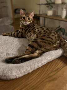 Till infinity chat bengal brown de l'élevage pardus dei