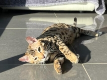 chat bengal brown de la chatterie pardus dei couché au soleil
