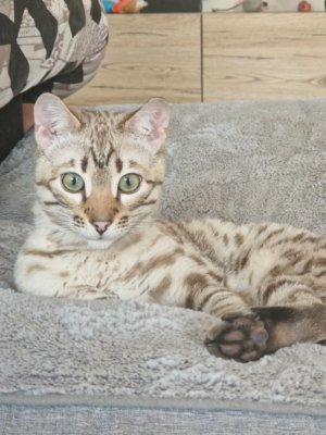 tempete du desert chat bengal issus de l'élevage pardus dei près de lyon dans un panier