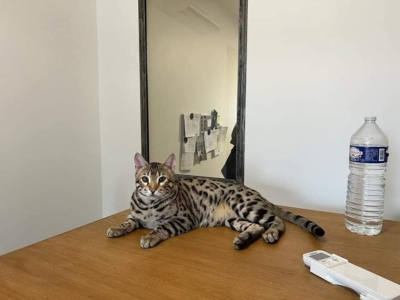 Twist again chat bengal de la chattrie pardus dei sur un bureau Twist again chat bengal de la chattrie pardus dei sur un bureau