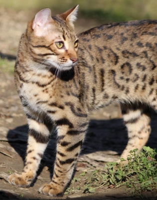 top secret chat bengal issus de l'élevage pardus dei près de lyon au soleil