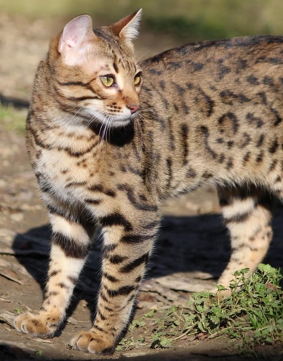 top secret chat bengal issus de l'élevage pardus dei près de lyon au soleil top secret chat bengal issus de l'élevage pardus dei près de lyon au soleil