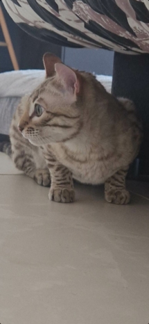 330436286_853709819041331_4798442095510545500_n