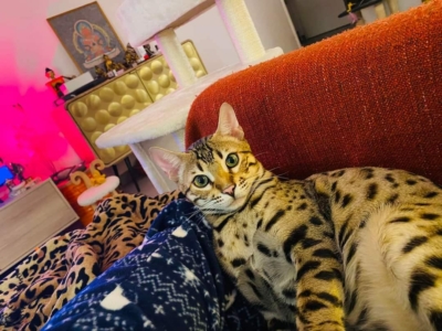 Twist again chat bengal brown loof de la chatterie pardus dei Twist again chat bengal brown loof de la chatterie pardus dei