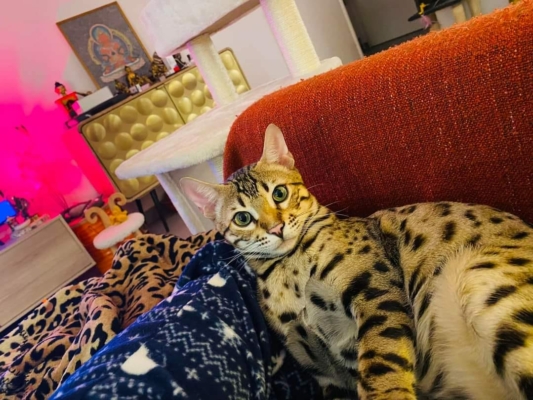 Twist again chat bengal brown loof de la chatterie pardus dei