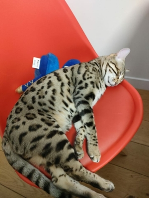 chat bengal brown de l'elevage pardus dei près de lyon