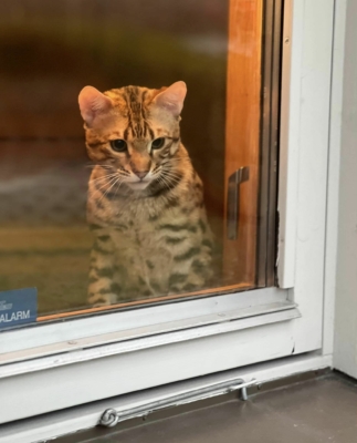 till infinity chat bengal de l'élevage pardus dei qui regarde par la fenêtre
