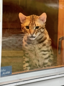 Till Infinity chat bengal brown de l'élevage pardus dei