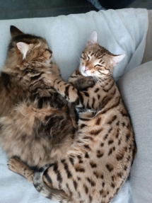 chat bengal de grand qualité de la chatterie pardus dei avec un chat sibérien