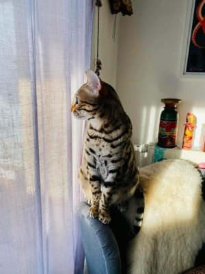 Twist again chat bengal de l'élevage pardus dei sur un fauteil