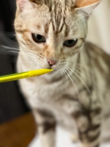 338896861_1010915766536712_7988965044801724077_n