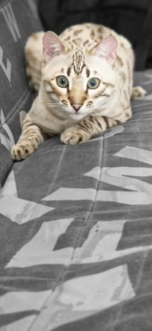 339761179_1216910388942884_3394310370170806831_n