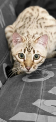 Chaton bengal mink de qualité de l'élevage pardus dei