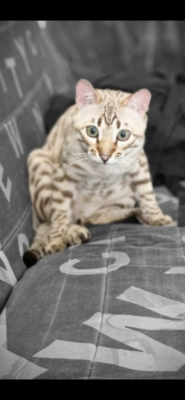 tempete du desert chat bengal de la chatterie pardus dei près de lyon sur u canape