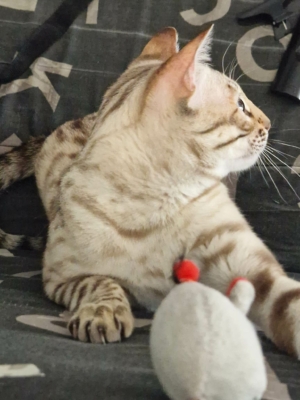 tempete du desert chat bengal de la chatterie pardus dei près de lyon