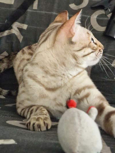 tempete du desert chat bengal de la chatterie pardus dei près de lyon tempete du desert chat bengal de la chatterie pardus dei près de lyon