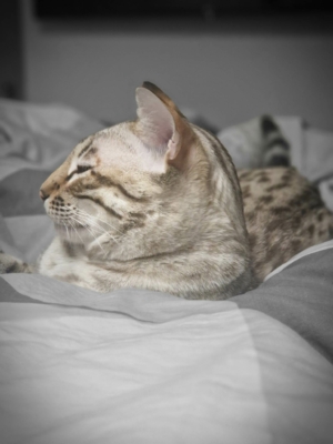 tempete du desert chat bengal issus de l'élevage pardus dei près de lyon sur une couette