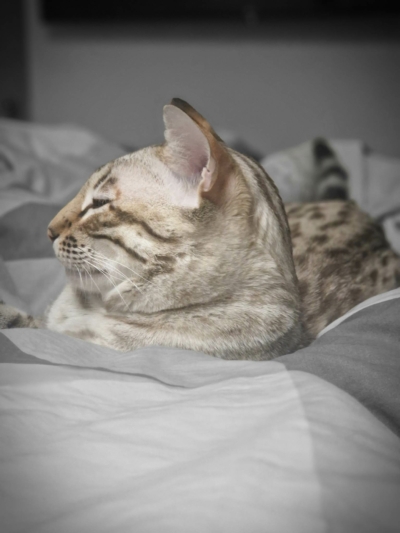 tempete du desert chat bengal issus de l'élevage pardus dei près de lyon sur une couette tempete du desert chat bengal issus de l'élevage pardus dei près de lyon sur une couette
