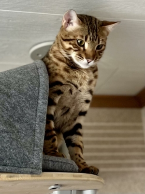 till infinity chat bengal de la chatterie pardus dei près de lyon