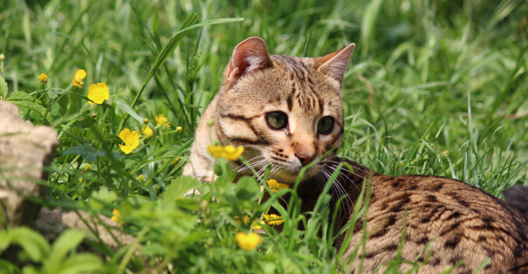 top secret chat bengal brown issus de l'élevage pardus dei sur dans l'herbe