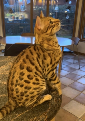 till infiinity chat bengal brown issus de l'élevage pardus dei sur une table