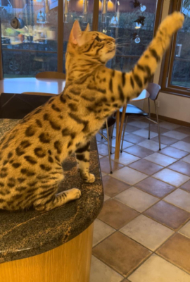 Till Ifinity chat bengal brown de l'élevage pardus dei