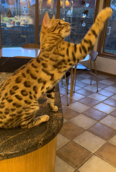 Till Ifinity chat bengal brown de l'élevage pardus dei Till Ifinity chat bengal brown de l'élevage pardus dei