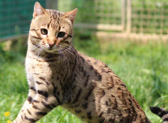 Top Secret chat bengal de la chatterie pardus dei en rhone alpes