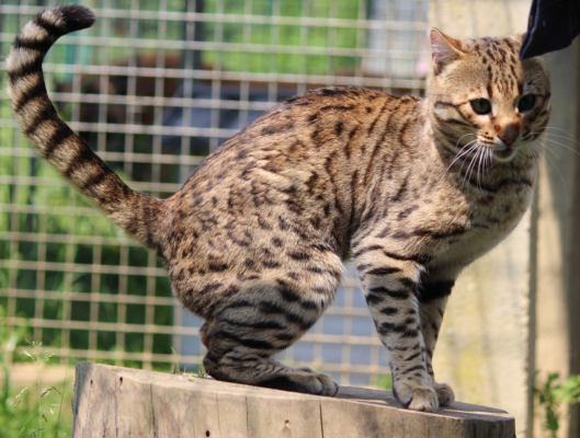 top secret chat bengal male issus de la chatterie pardus dei près de lyon sur un tronc