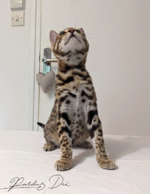 Up to Desire, chaton Bengal Brown appartenant à la chatterie Pardus Dei près de Lyon assise sur un lit Up to Desire, chaton Bengal Brown appartenant à la chatterie Pardus Dei près de Lyon assise sur un lit