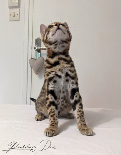 Up to Desire, chaton Bengal Brown appartenant à la chatterie Pardus Dei près de Lyon assise sur un lit
