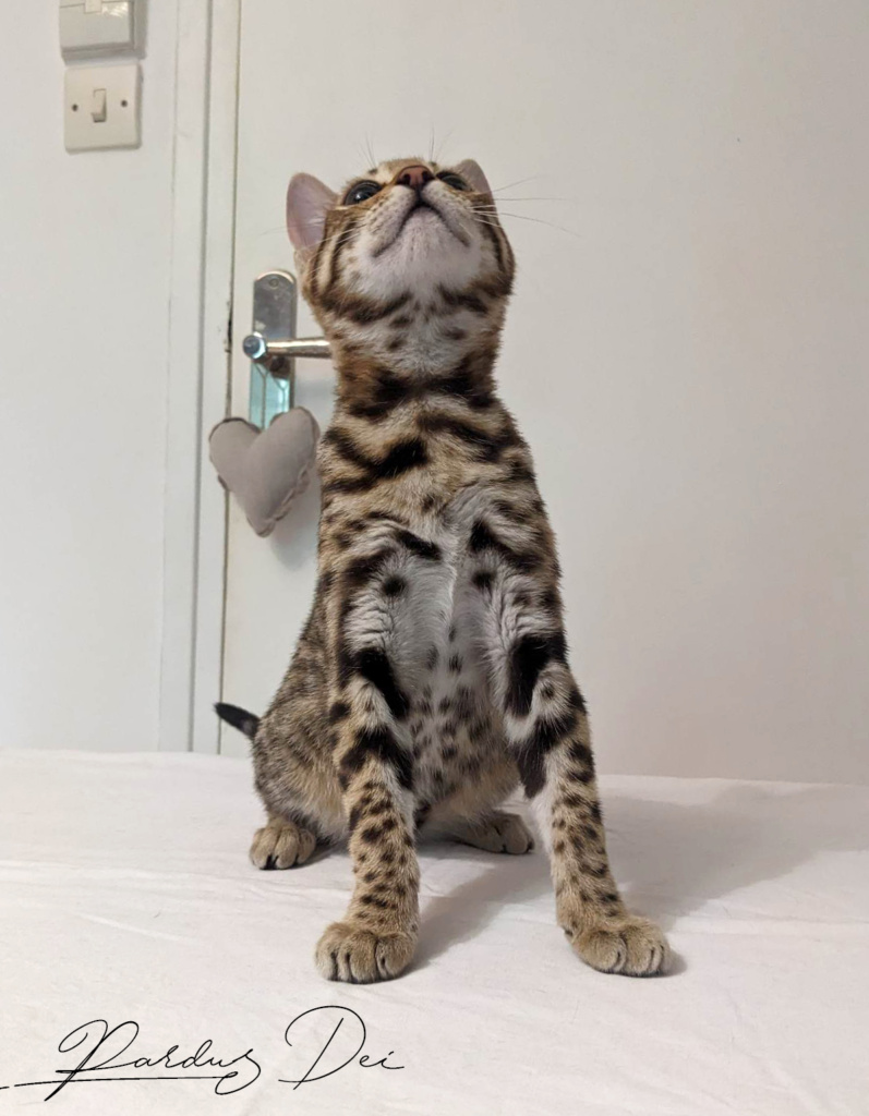 Up to Desire, chaton Bengal Brown appartenant à la chatterie Pardus Dei près de Lyon assise sur un lit