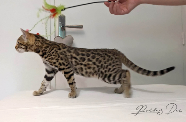 Up to Desire, chaton Bengal Brown appartenant à la chatterie Pardus Dei près de Lyon debout sur un lit vu de côté Up to Desire, chaton Bengal Brown appartenant à la chatterie Pardus Dei près de Lyon debout sur un lit vu de côté