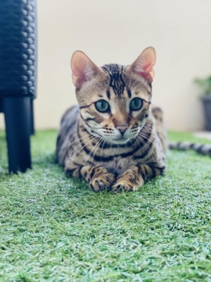 Twist again chaton bengal de la chatterie pardus dei en ardeche sur une terrasse