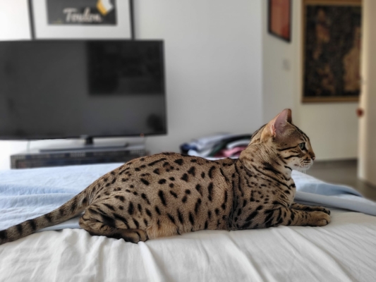 Twist again chaton bengal de la chatterie pardus dei en ardeche sur un lit