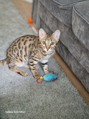 superbe chaton bengal de la chatterie pardus dei sur un tapis