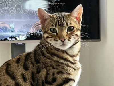Till Inifnity chat bengal de l'élevage pardus dei Till Inifnity chat bengal de l'élevage pardus dei