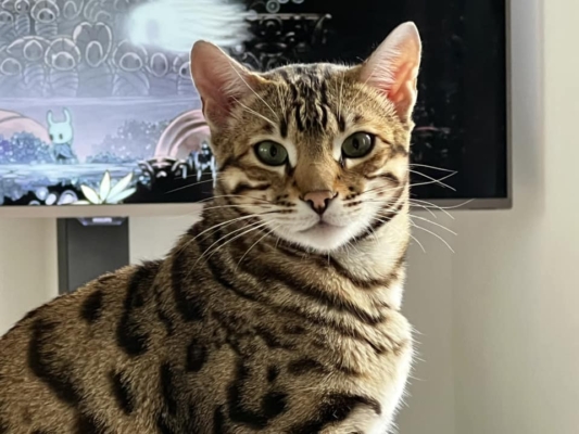 Till Inifnity chat bengal de l'élevage pardus dei