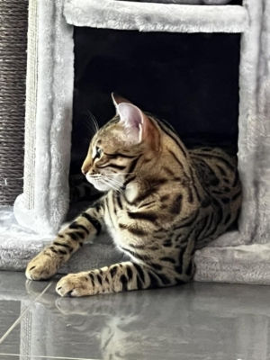 chat bengal brown issus de l'élevage pardus dei dans un arbre a chat