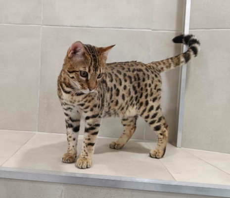 Barney Stinson, chat Bengal Brown issus de la chatterie Pardus Dei près de Lyon de face 3/4 dans une pièce carrelée