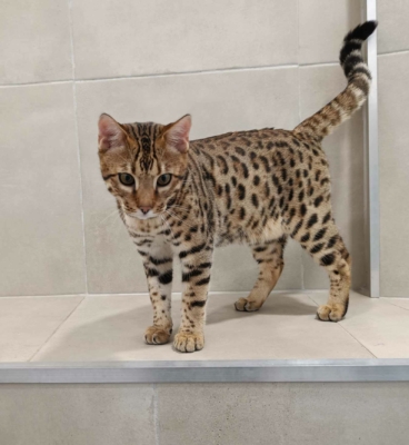 Barney Stinson, chat Bengal Brown issus de la chatterie Pardus Dei près de Lyon de face dans une pièce carrelée