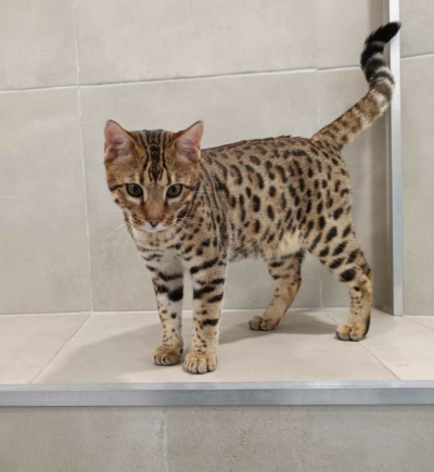 Barney Stinson, chat Bengal Brown issus de la chatterie Pardus Dei près de Lyon de face dans une pièce carrelée Barney Stinson, chat Bengal Brown issus de la chatterie Pardus Dei près de Lyon de face dans une pièce carrelée