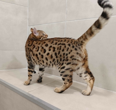 Barney Stinson, chat Bengal Brown issus de la chatterie Pardus Dei près de Lyon debout dans une pièce carrelée Barney Stinson, chat Bengal Brown issus de la chatterie Pardus Dei près de Lyon debout dans une pièce carrelée