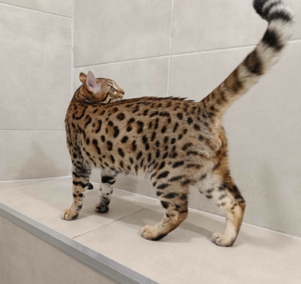 Barney Stinson, chat Bengal Brown issus de la chatterie Pardus Dei près de Lyon debout dans une pièce carrelée