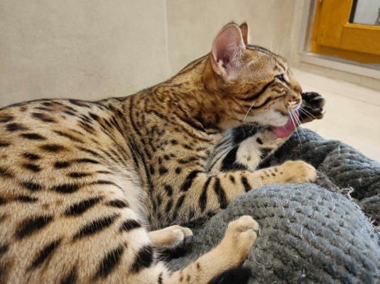 Barney Stinson, chat Bengal Brown issus de la chatterie Pardus Dei près de Lyon de profil dans une pièce carrelée
