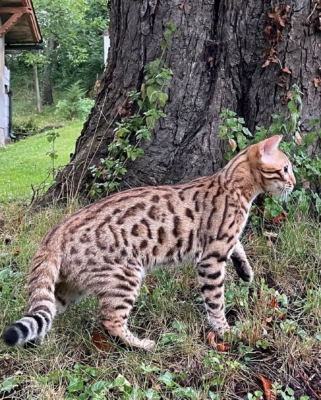 urakami chat bengal de la chatterie pardus dei qui se promène dans la forêt