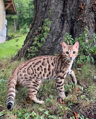 Urakami chaton bengal brown de l'elevage pardus dei qui se promène dans le jardin